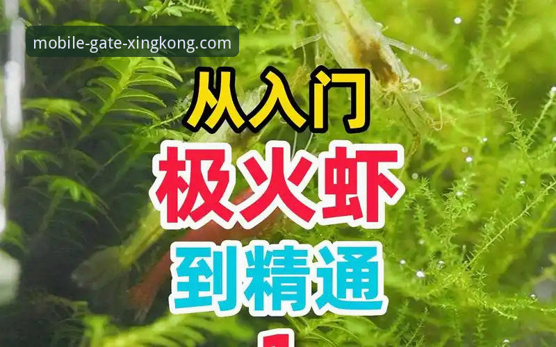 星空体育官方认证 星空体育官方认证操作教程:移动端从入门到精通